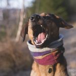 Honden in zweden, wandelen met honden in zweden, verhuizen naar Zweden met honden, hondenblog en hondenfotografie, www.DOGvision.be