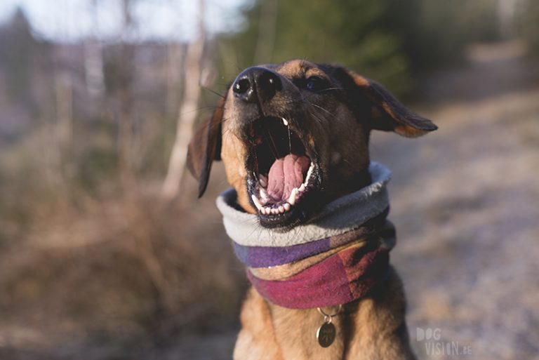 Honden in zweden, wandelen met honden in zweden, verhuizen naar Zweden met honden, hondenblog en hondenfotografie, www.DOGvision.be