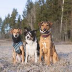 #TongueOutTuesday (04), hondenfotografie DOGvision, www.DOGvision.be