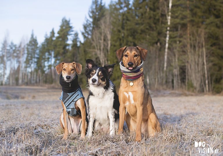 #TongueOutTuesday (04), hondenfotografie DOGvision, www.DOGvision.be