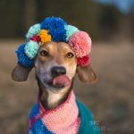 #TongueOutTuesday (03), dog photography, hondenfotografie DOGvision, dogs in Sweden, honden in Zweden. Dog birthday diy