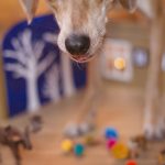 #TongueOutTueasday, dog photography, hondenfotografi, www.DOGvision.eu