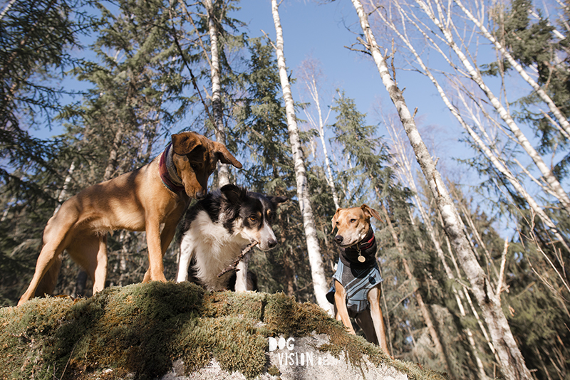 #TongueOutTuesday (08), Fenne Kustermans hondenfotografie, honden in Zweden, Dalarna, lifestyle hondenfotografie, www.DOGvision.be