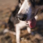 #TongueOutTuesday (06), DOGvision dog photography project, hondenfotografie Zweden, Dalarna, Fenne Kustermans, www.DOGvision.be