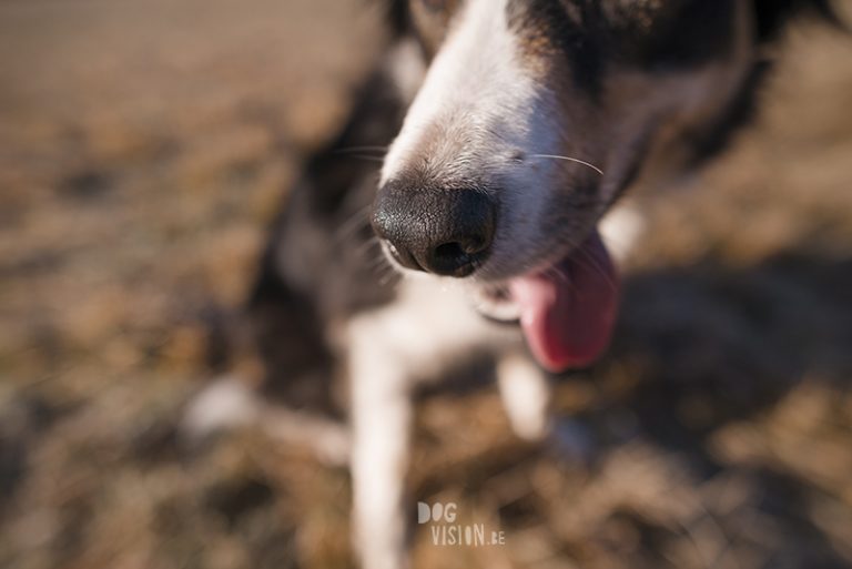 #TongueOutTuesday (06), DOGvision dog photography project, hondenfotografie Zweden, Dalarna, Fenne Kustermans, www.DOGvision.be