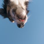 #TongueOutTuesday (07), hondenfotografie, honden in Zweden, wandelen met honden in Zweden, dog photography, dog photography Sweden, Border Collie in Sweden, hiking with dogs europe, www.DOGvision.eu