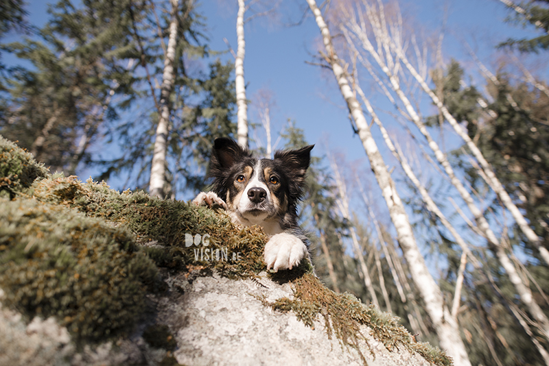 #TongueOutTuesday (07), hondenfotografie, honden in Zweden, wandelen met honden in Zweden, dog photography, dog photography Sweden, Border Collie in Sweden, hiking with dogs europe, www.DOGvision.eu