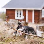 Hondenfotografie DOGvision, honden in Zweden, wandelen in Zweden met honden, Dalarna, www.DOGvision.be