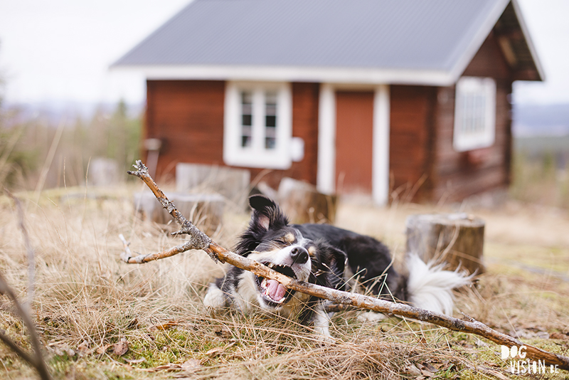 DOGvision hondenfotografie, wandelen met honden in Zweden, hutten zoeken, Dalarna, fika, www.DOGvision.be