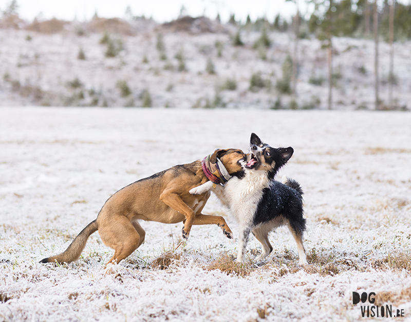 #TongueOutTuesday (14), hondenfotografie DOGvision, www.DOGvision.be, Border Collie Zweden