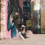 #TongueOutTuesday (16), hondenfotografie Fenne Kustermans, DOGvision Dalarna Zweden, yoga, graffiti, Border Collie, www.DOGvision.be