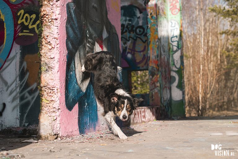 #TongueOutTuesday (16), hondenfotografie Fenne Kustermans, DOGvision Dalarna Zweden, yoga, graffiti, Border Collie, www.DOGvision.be