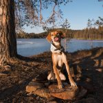 DOGvision hondenfotografie Zweden, Fenne Kustermans, www.DOGvision.be