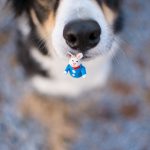 Vrolijk Pasen, hondenfotografie paashond, Zweden, Border Collie, Fenne Kustermans, www.DOGvision.be