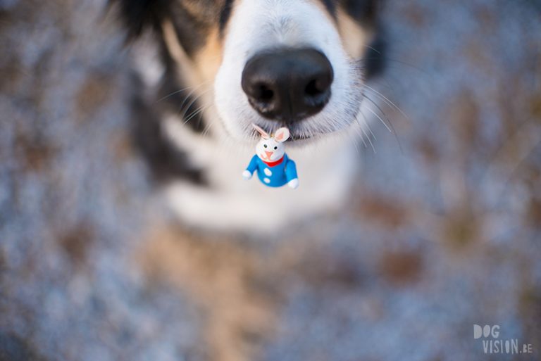 Vrolijk Pasen, hondenfotografie paashond, Zweden, Border Collie, Fenne Kustermans, www.DOGvision.be