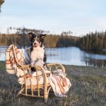 DOGvision hondenfotografie, coaching en copywriting, www.DOGvision.be, Zweden met honden