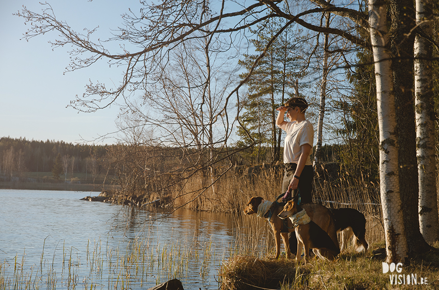 DOGvision hondenfotografie, coaching en copywriting, www.DOGvision.be, Zweden met honden