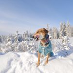 #TongueOutTuesday (18), Fenne Kustermans Belgian dog photographer and artist in Sweden, hiking with dogs, nordic lifestyle, www.DOGvision.be