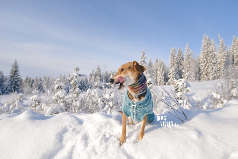 #TongueOutTuesday (18), Fenne Kustermans Belgian dog photographer and artist in Sweden, hiking with dogs, nordic lifestyle, www.DOGvision.be