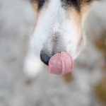 #TongueOutTuesday (20), DOGvision Fenne Kustermans, hondenfotografie Zweden, www.DOGvision.be