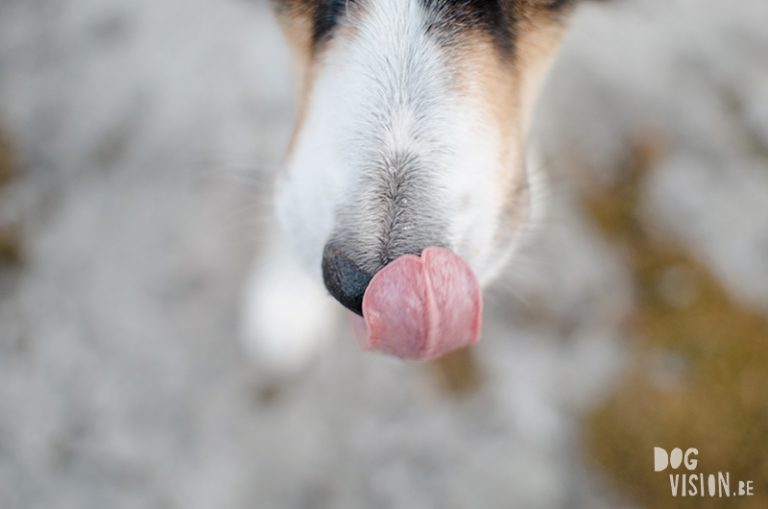 #TongueOutTuesday (20), DOGvision Fenne Kustermans, hondenfotografie Zweden, www.DOGvision.be