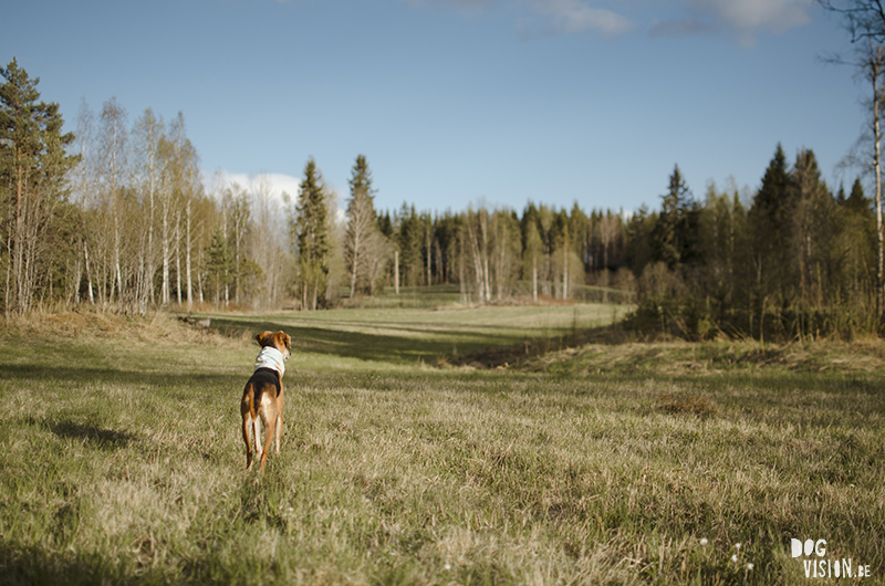 #TongueOutTuesday (20), Fenne Kustermans, DOGvision.be hondenfotografie Zweden. avontuur met honden in Zweden, coaching hondenfotografie, hondenfotografie leren, www.DOGvision.be