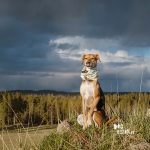 #TongueOutTuesday (20), Fenne Kustermans, DOGvision.be hondenfotografie Zweden. avontuur met honden in Zweden, www.DOGvision.be