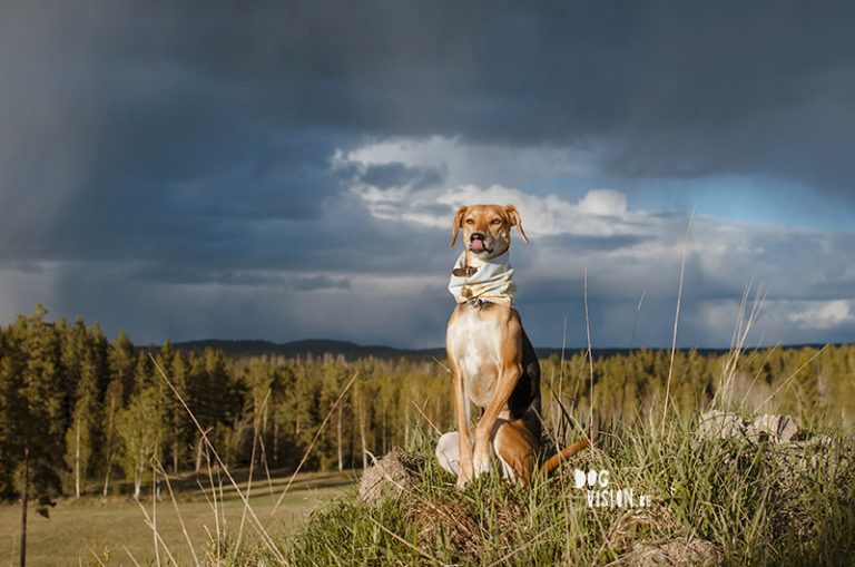 #TongueOutTuesday (20), Fenne Kustermans, DOGvision.be hondenfotografie Zweden. avontuur met honden in Zweden, www.DOGvision.be