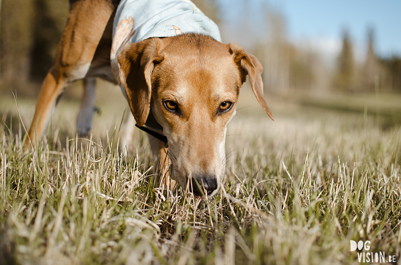 #TongueOutTuesday (20), Fenne Kustermans, DOGvision.be hondenfotografie Zweden. avontuur met honden in Zweden, coaching hondenfotografie, hondenfotografie leren, www.DOGvision.be