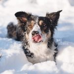 #TongueOutTuesday (09), Fenne Kustermans DOGvision.eu