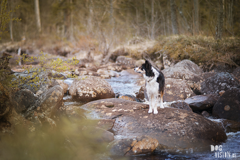 #TongueOutTuesday (22), Fenne Kustermans hondenfotografie, wandelen met honden in Zweden, Belg in Zweden, hondenblog, creatieve hondenfotografie, lifestyle natuur, www.DOGvision.be