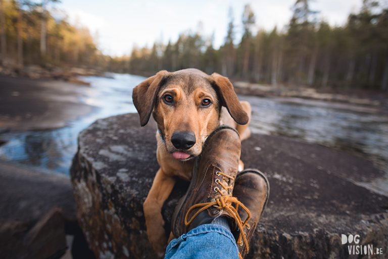 #TongueOutTuesday (22), Fenne Kustermans hondenfotografie, wandelen met honden in Zweden, Belg in Zweden, hondenblog, creatieve hondenfotografie, lifestyle natuur, www.DOGvision.be