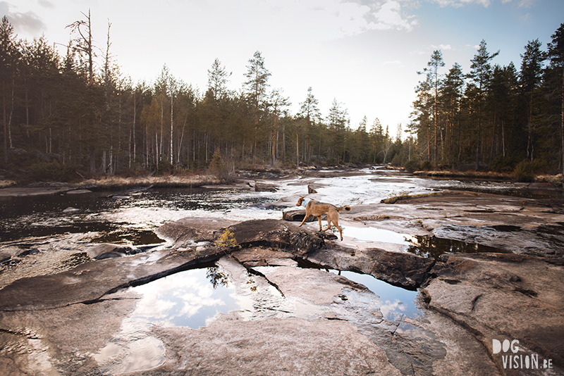 #TongueOutTuesday (22), Fenne Kustermans hondenfotografie, wandelen met honden in Zweden, Belg in Zweden, hondenblog, creatieve hondenfotografie, lifestyle natuur, www.DOGvision.be