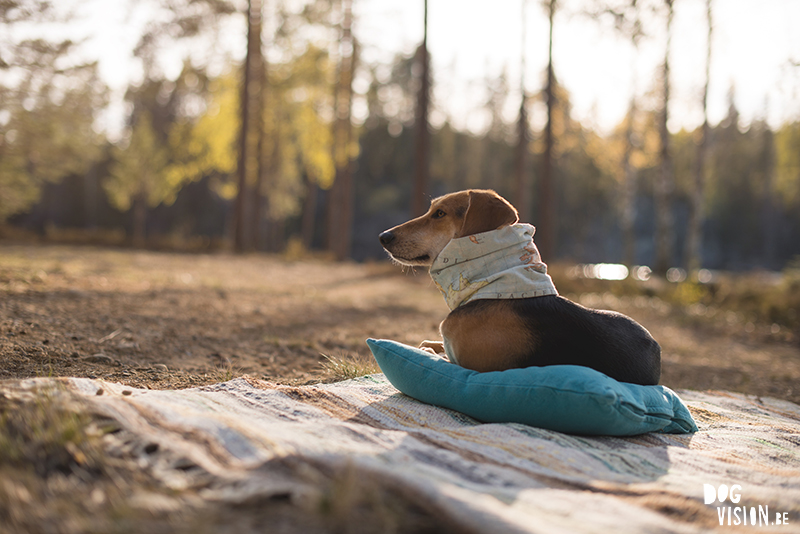 #TongueOutTuesday (22), Fenne Kustermans hondenfotografie, wandelen met honden in Zweden, Belg in Zweden, hondenblog, creatieve hondenfotografie, lifestyle natuur, www.DOGvision.be