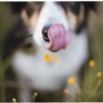 #TongueOutTuesday (24), Fenne Kustermans hondenfotografie, wandelen met honden in Zweden, reizen in Zweden, avontuur met honden, www.DOGvision.be