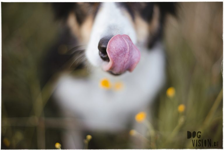 #TongueOutTuesday (24), Fenne Kustermans hondenfotografie, wandelen met honden in Zweden, reizen in Zweden, avontuur met honden, www.DOGvision.be