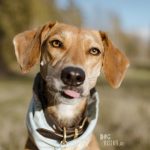 #TongueOutTuesday (23), Fenne Kustermans hondenfotografie, wandelen in Zweden met honden, www.DOGvision.be