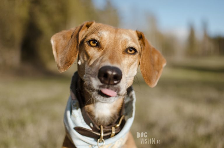 #TongueOutTuesday (23), Fenne Kustermans hondenfotografie, wandelen in Zweden met honden, www.DOGvision.be