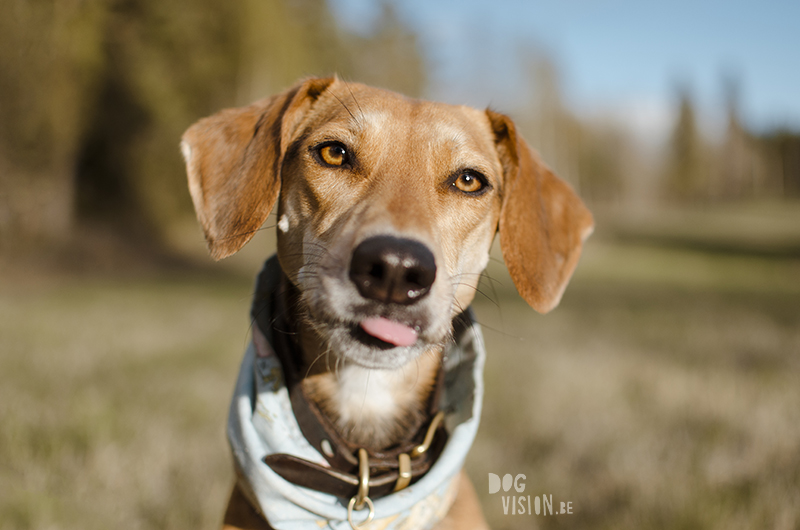 #TongueOutTuesday (23), Fenne Kustermans hondenfotografie, wandelen in Zweden met honden, www.DOGvision.be