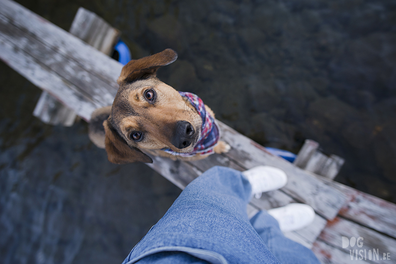 #TongueOutTuesday (25), Fenne Kustermans hondenfotografie Zweden, Dalarna, wandelen met honden in Zweden, www.DOGvision.be