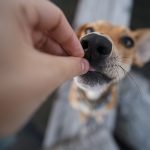 #TongueOutTuesday (25), Fenne Kustermans hondenfotografie Zweden, Dalarna, wandelen met honden in Zweden, www.DOGvision.be