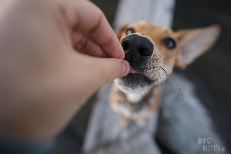 #TongueOutTuesday (25), Fenne Kustermans hondenfotografie Zweden, Dalarna, wandelen met honden in Zweden, www.DOGvision.be