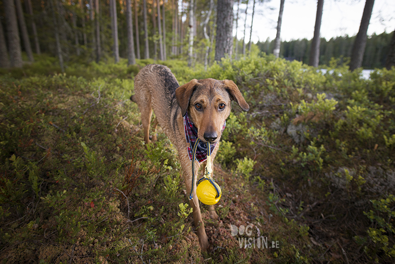 #TongueOutTuesday (25), Fenne Kustermans hondenfotografie Zweden, Dalarna, wandelen met honden in Zweden, www.DOGvision.be