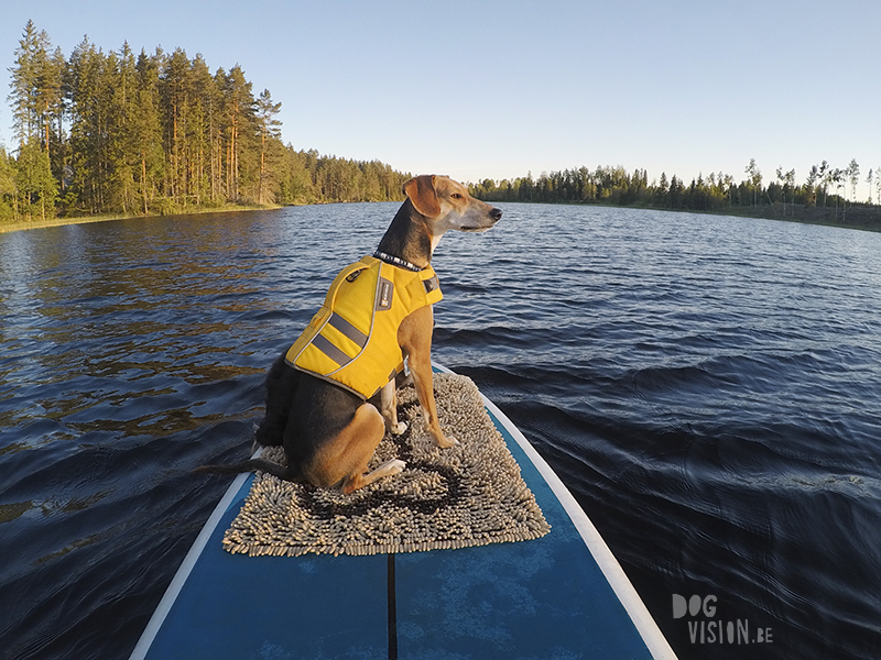 #TongueOutTuesday (25), Fenne Kustermans hondenfotografie Zweden, Dalarna, wandelen met honden in Zweden, www.DOGvision.be