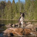 #TongueOutTuesday (25), Fenne Kustermans hondenfotografie Zweden, Dalarna, wandelen met honden in Zweden, www.DOGvision.be