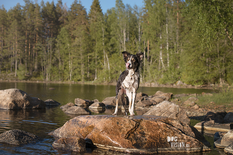 #TongueOutTuesday (25), Fenne Kustermans hondenfotografie Zweden, Dalarna, wandelen met honden in Zweden, www.DOGvision.be