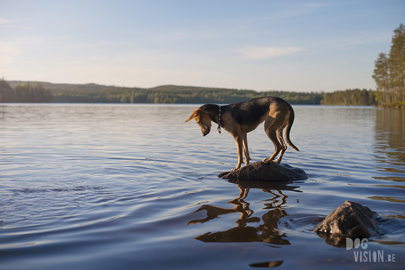 #TongueOutTuesday (25), Fenne Kustermans hondenfotografie Zweden, Dalarna, wandelen met honden in Zweden, www.DOGvision.be
