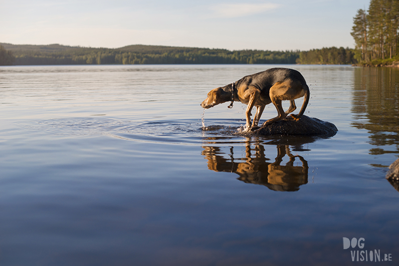 #TongueOutTuesday (25), Fenne Kustermans hondenfotografie Zweden, Dalarna, wandelen met honden in Zweden, www.DOGvision.be