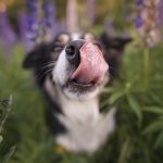 Fenne Kustermans hondenfotografie, fotografie Dalarna Zweden, wandelen met honden in Zweden, Belgen in Zweden, www.DOGvision.be