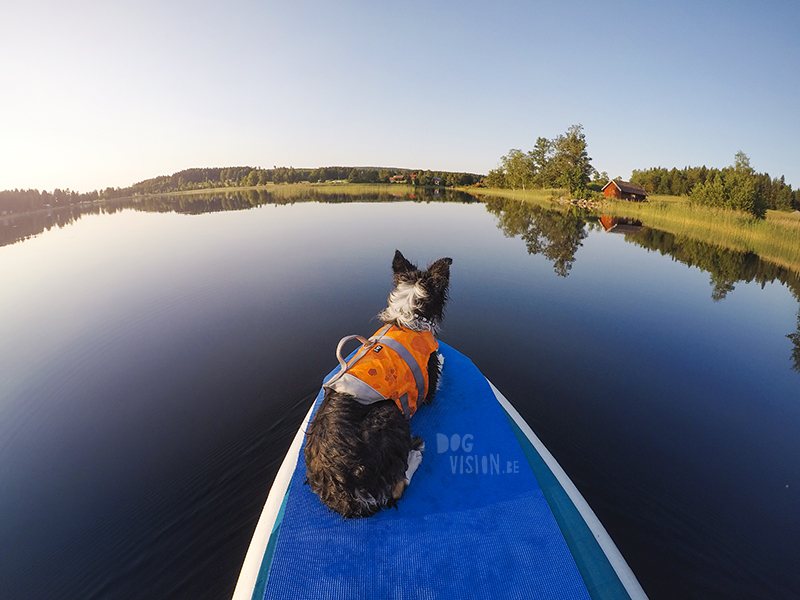 Fenne Kustermans hondenfotografie, fotografie Dalarna Zweden, wandelen met honden in Zweden, Belgen in Zweden, www.DOGvision.be